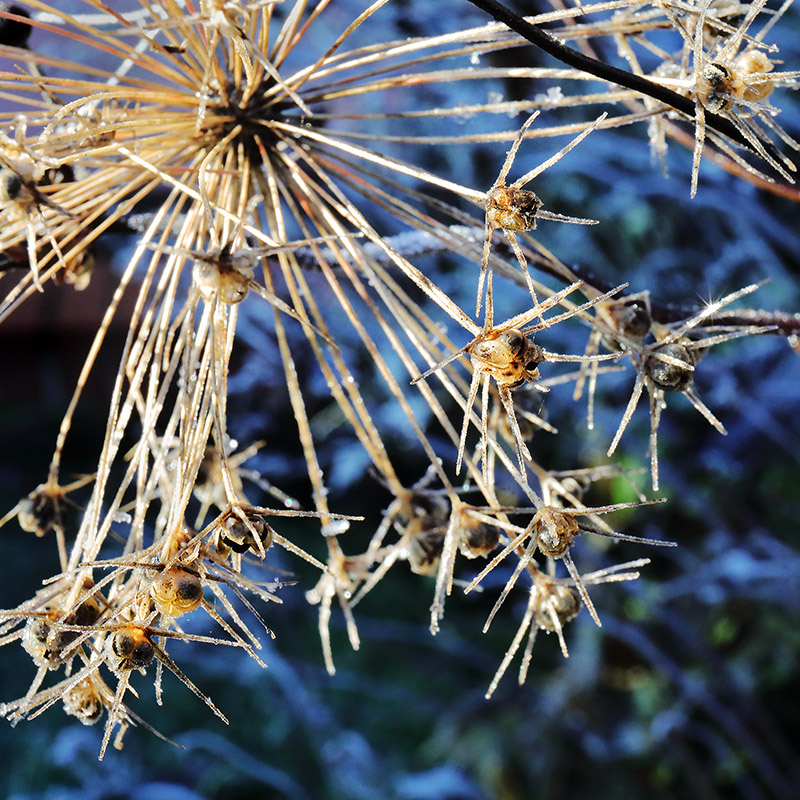 Frosted Allium christophii seed head