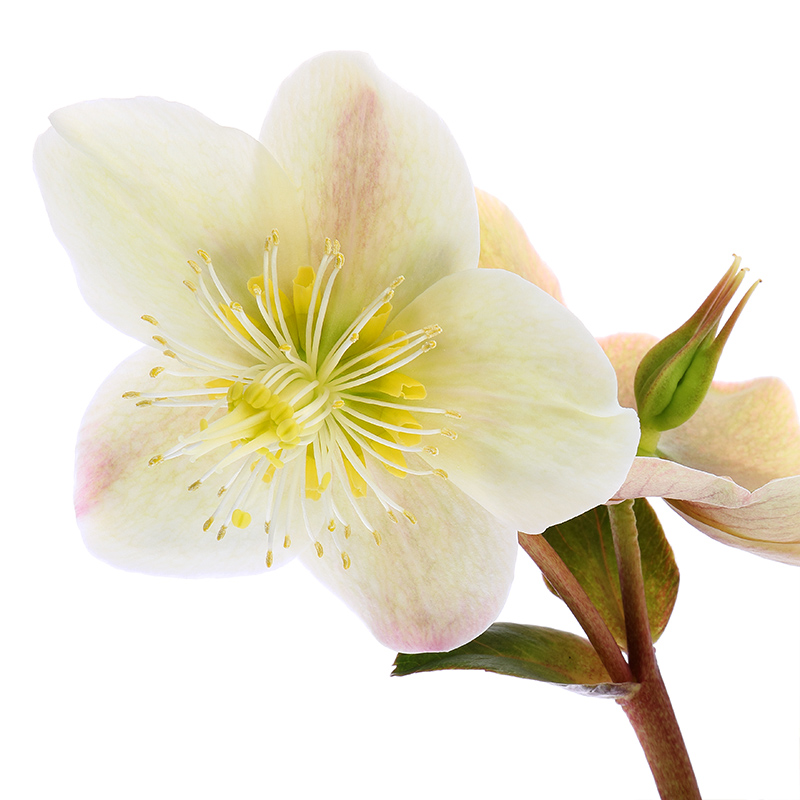 white hellebore flower ('Cinnamon Snow')