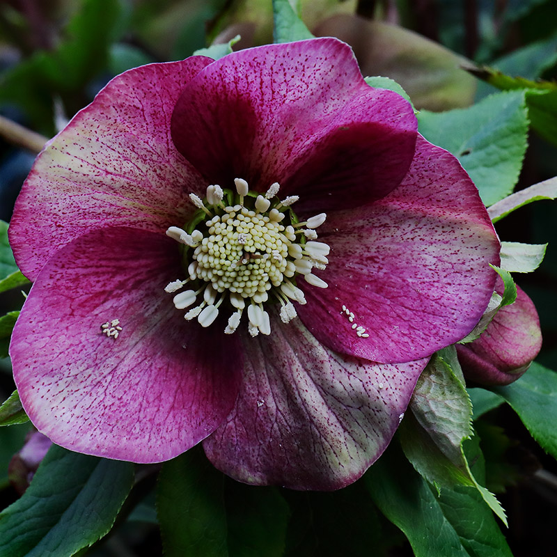 Hellebore flower