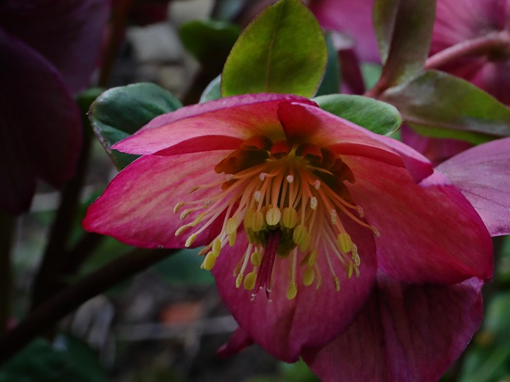 Hellebore 'Rosali'