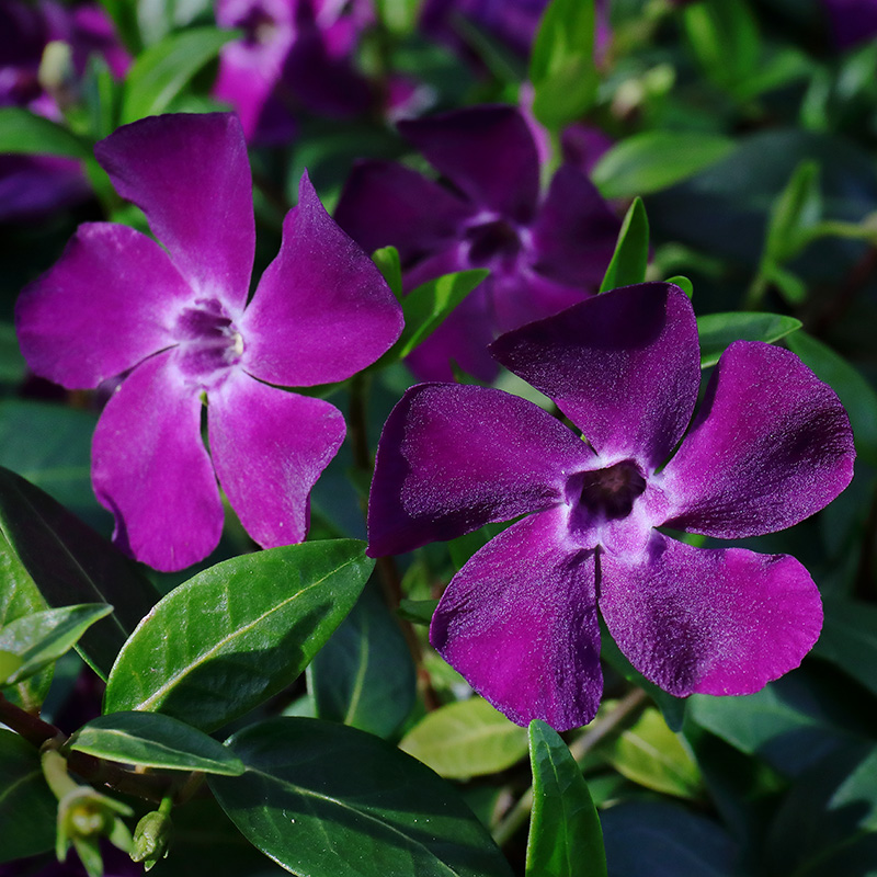 Dark purple-flowered periwinkle (Vinca minor 'Atropurpurea')