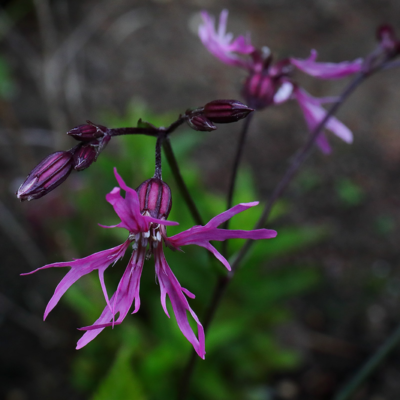 trigonella foenum-graecum plant Fenugreek (Trigonella foenum-graecum)