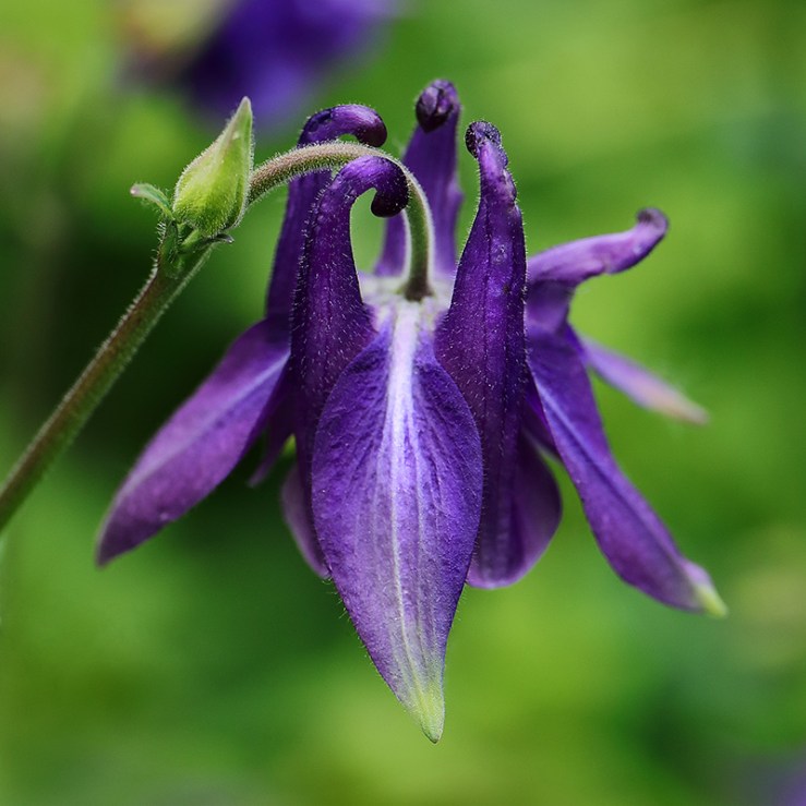 Aquilegia vulgaris flower