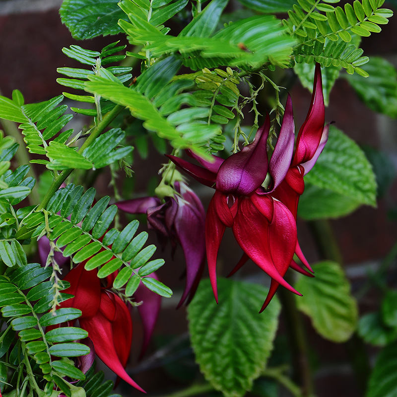 Clianthus flowers