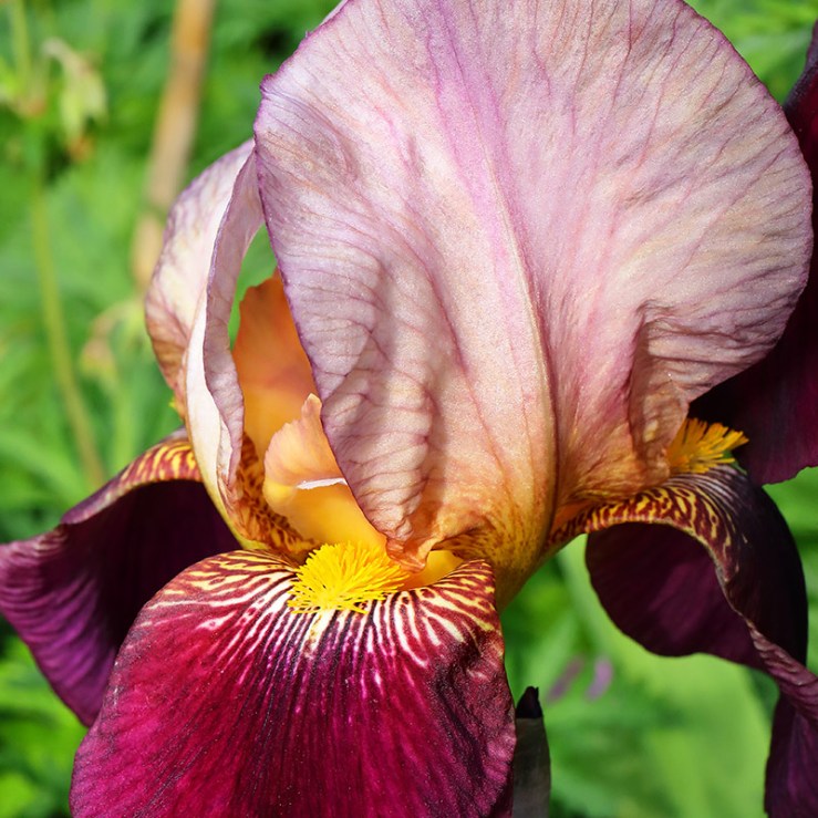 Bearded Iris