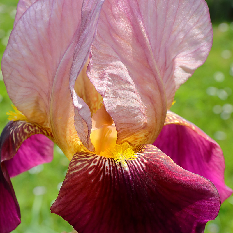Bearded Iris