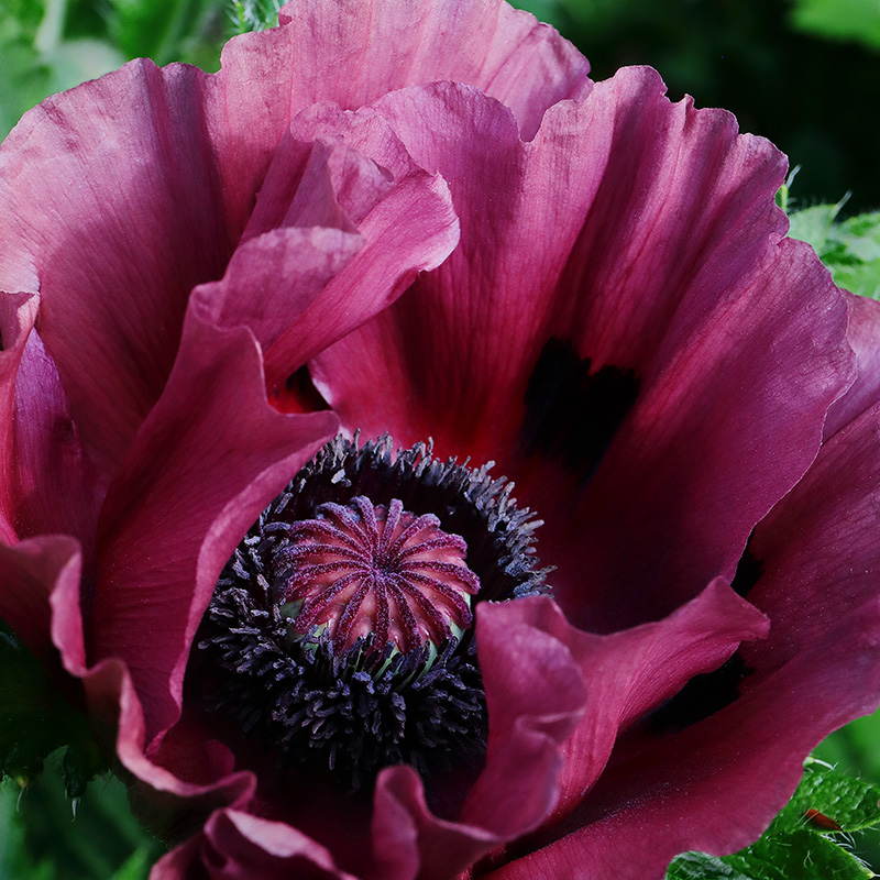 Oriental poppy 'Patty's Plum'