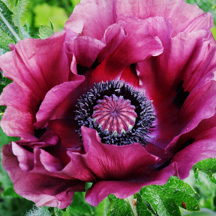Oriental poppy 'Patty's Plum'
