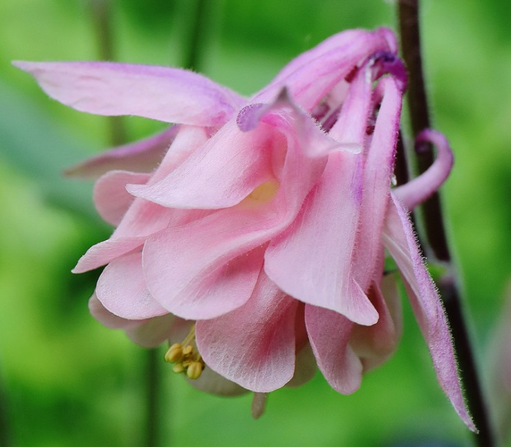 Pale pink aquilegia