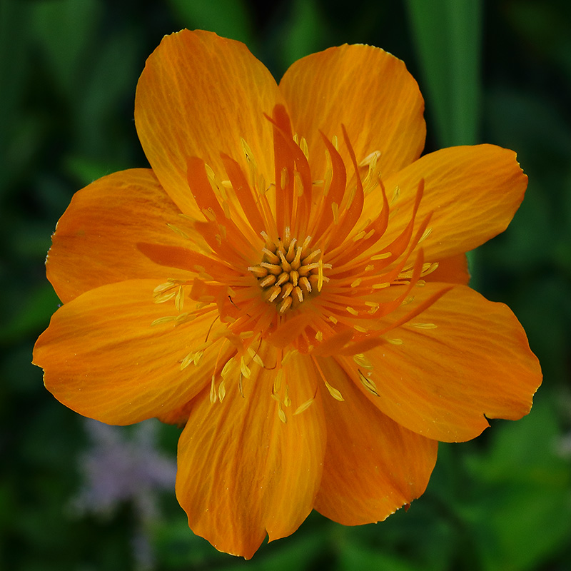 Flower of Trollius chinensis 'Golden Queen'