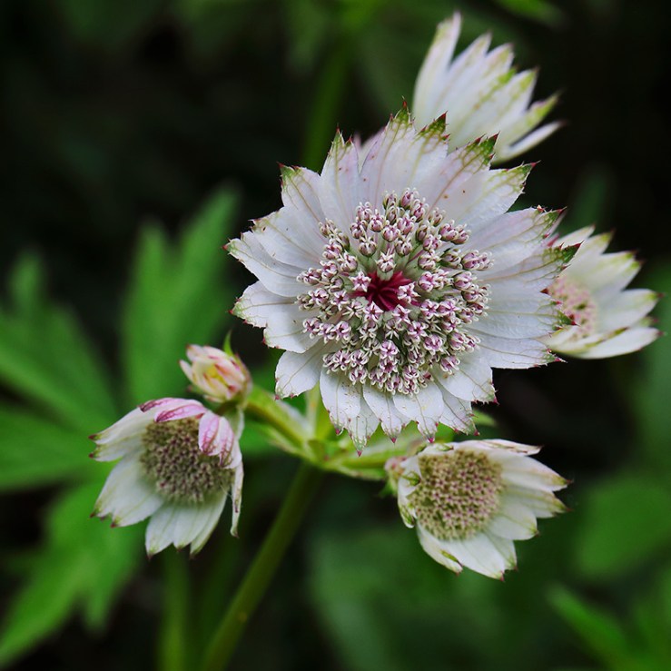 Astrantia flowers