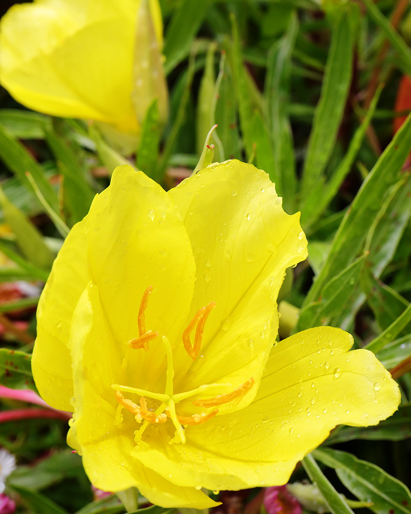 Oenothera macrocarpa (Missouri evening primrose)