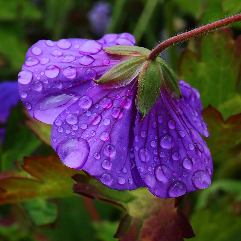 Geranium Rozanne with raindrops