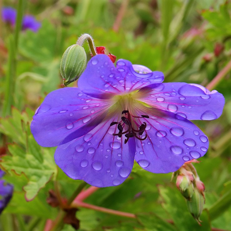 Geranium Rozanne with raindrops