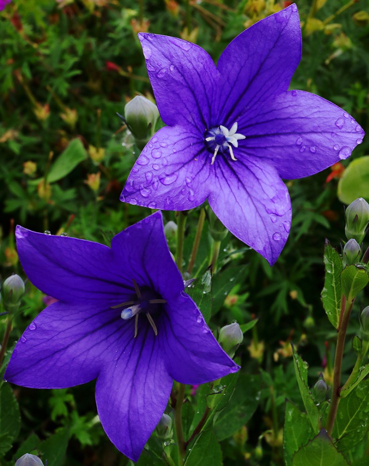 Flowers of Platycodon (balloon flower)
