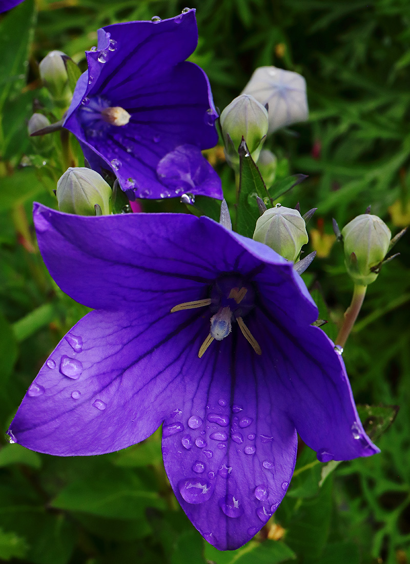 Flowers of Platycodon (balloon flower)