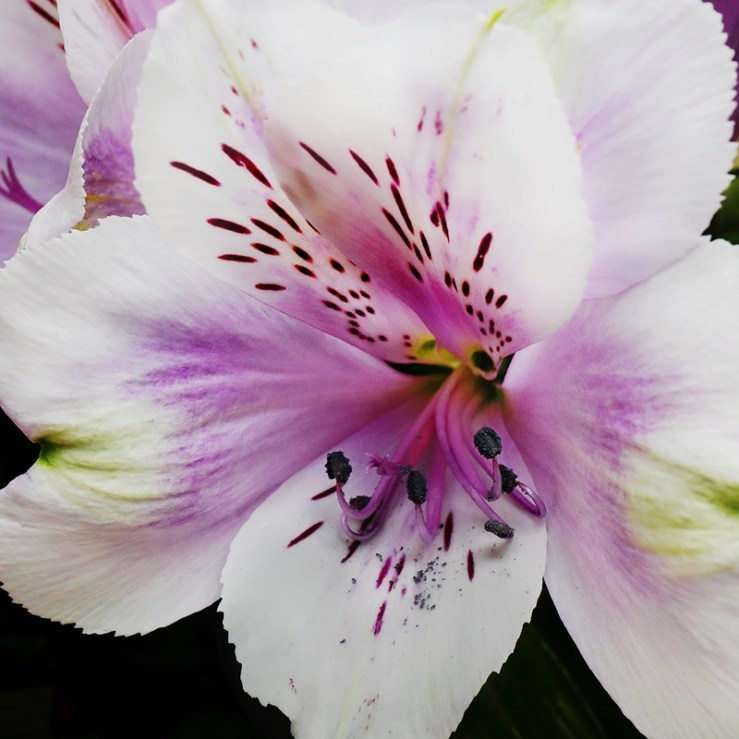 White and purple alstroemeria flower