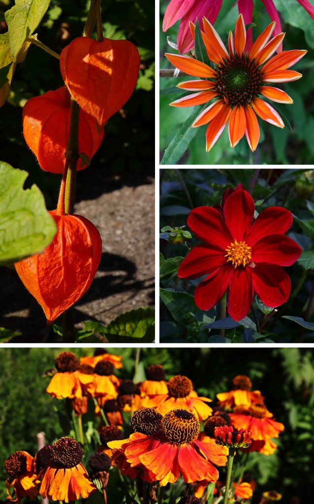 red and orange flowers and seed pods