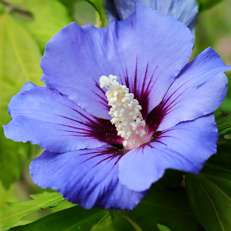Hibiscus Blue Bird