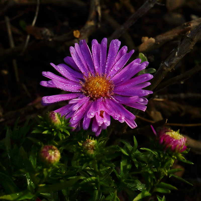Pink Michaelmas daisy