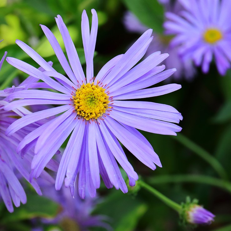 Aster x frikartii Mönch (Michaelmas Daisy)