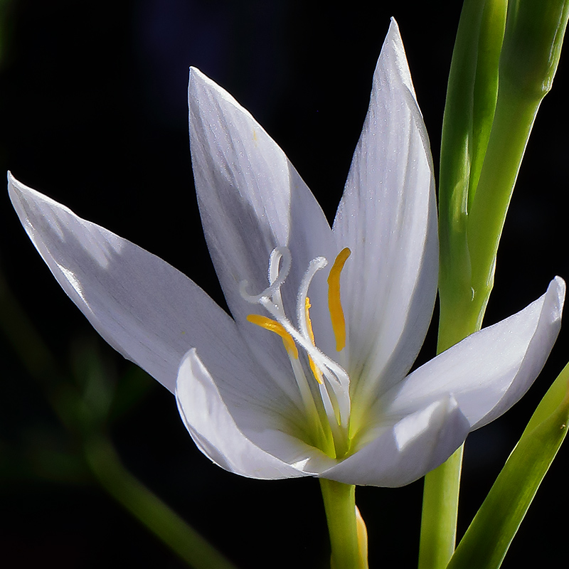 White Hesperantha flower