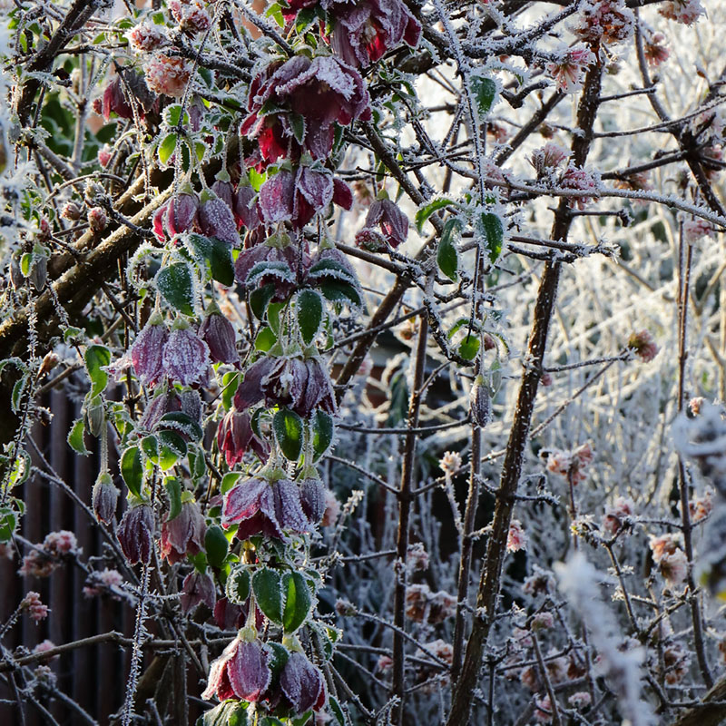 Frosted clematis flowers (Clematis cirrhosa 'Landsdowne Gem')