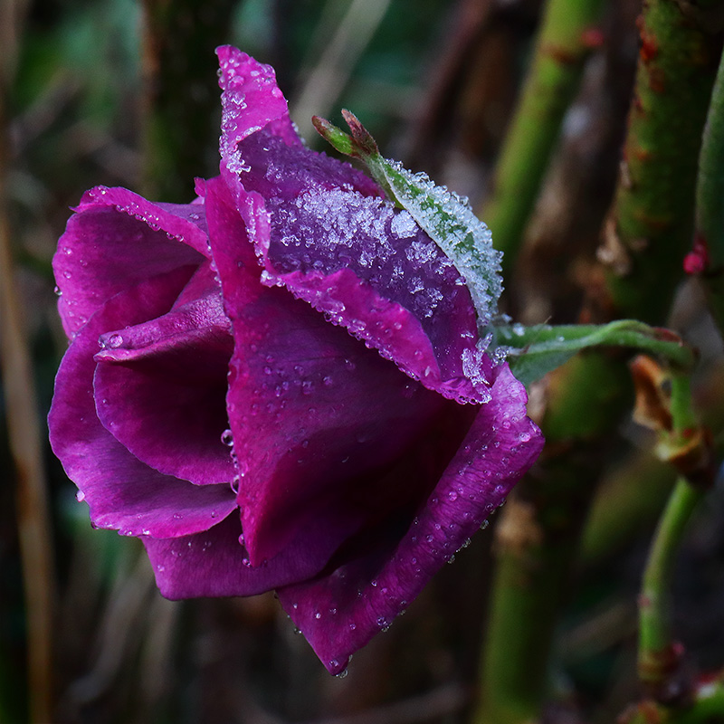 Frosted rose 'Rhapsody in Blue'
