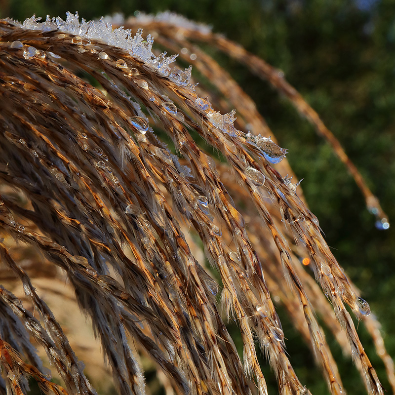 Frosted Miscanthus seed heads