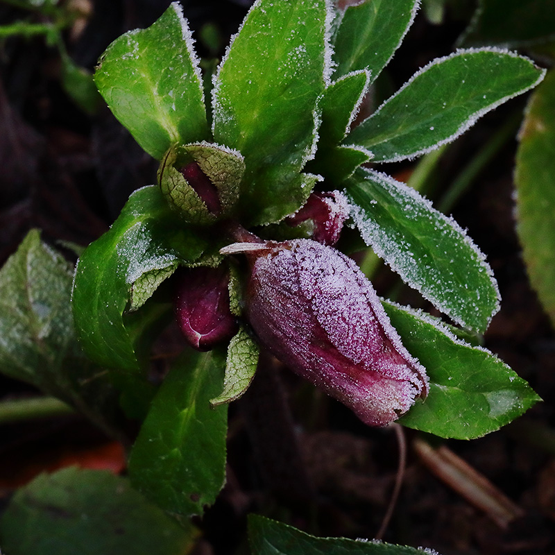 Frosted hellebore buds