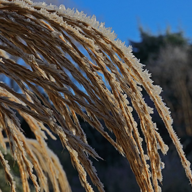 Frosted Miscanthus seed heads