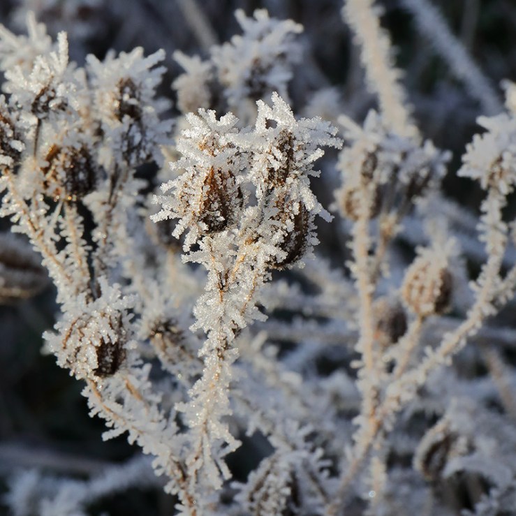 Frosted seed heads of potentilla