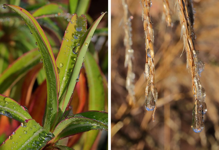 clear drops of thawing frost