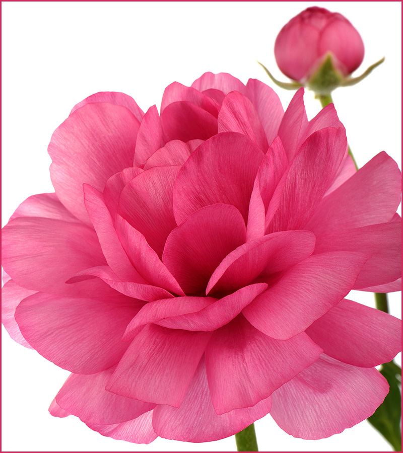 A pink flower of Ranunculus asiaticus (Persian buttercup)