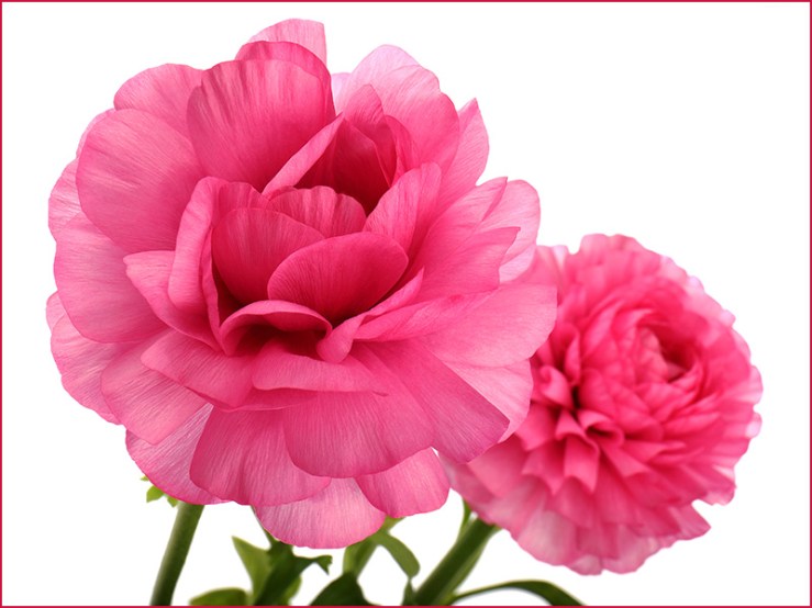 A pink flower of Ranunculus asiaticus (Persian buttercup)