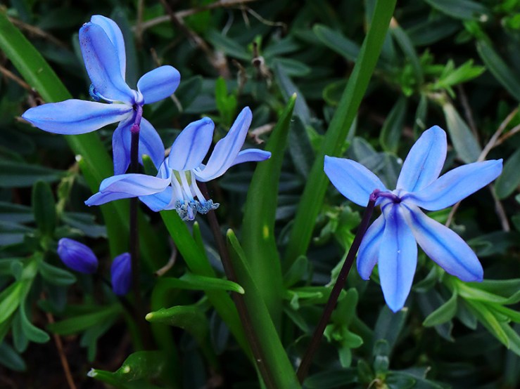 Blue flowers of a Scilla (squill)