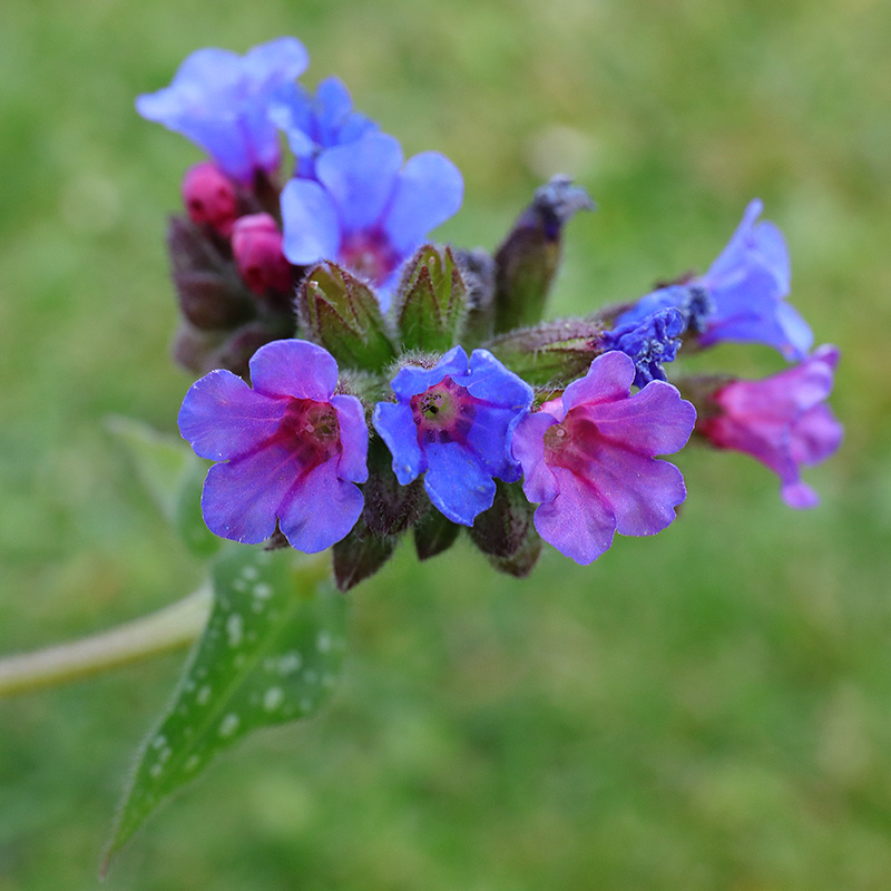 Blue and pink Pulmonaria (lungwort) flowers