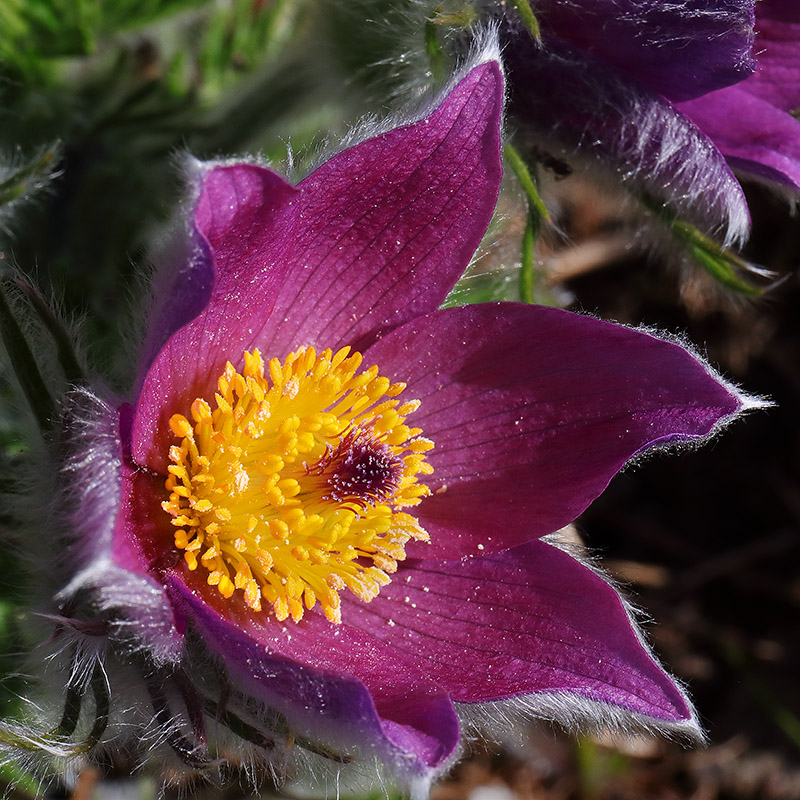 A magenta-purple flower of Pulsatilla vulgaris (pasqueflower)