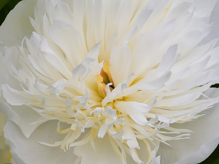 Centre of a white peony flower