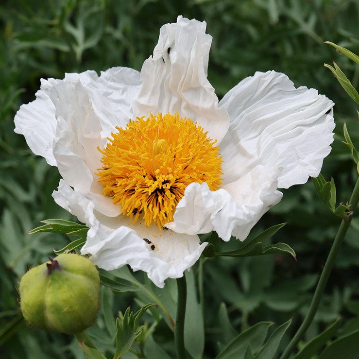 A white flower of Romneya coulteri (Californian tree poppy).