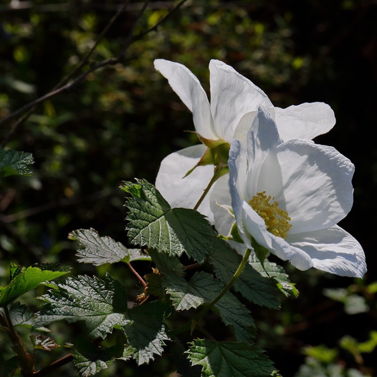 White flowers of Rubus 'Benenden' (Tridel berry, ornamental bramble).