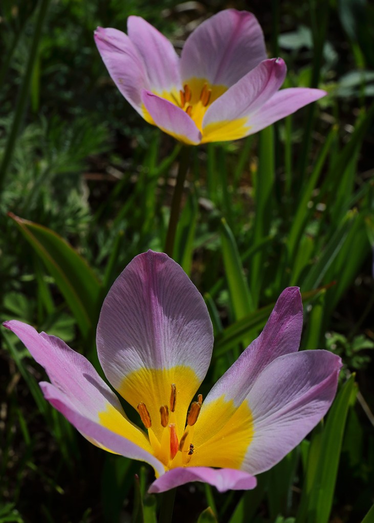 Pink and yellow flowers of tulip 'Lilac Wonder'