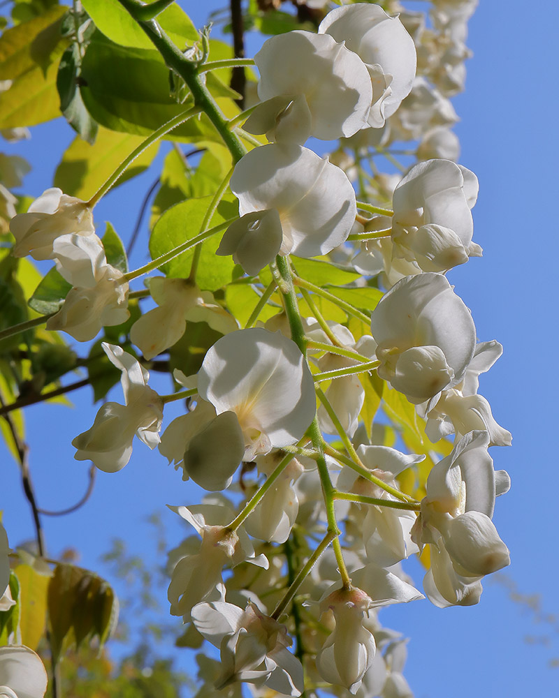 White wisteria flowers against a blue sky.