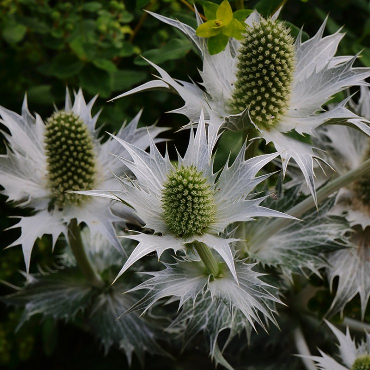 Eryngium giganteum (eryngo, giant sea holly) in flower, showing the silvery bracts and tiny greenish flowers.