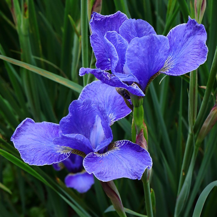 Blue flowers of Iris sibirica 'Silver Edge'