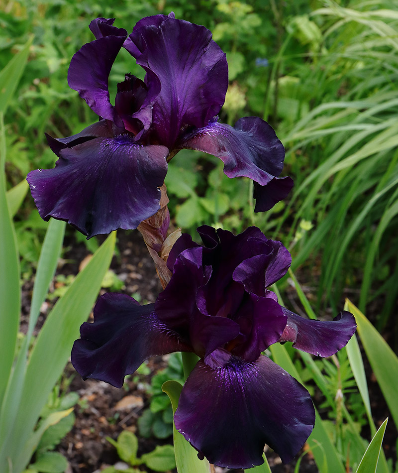 Dark purple bearded iris flowers