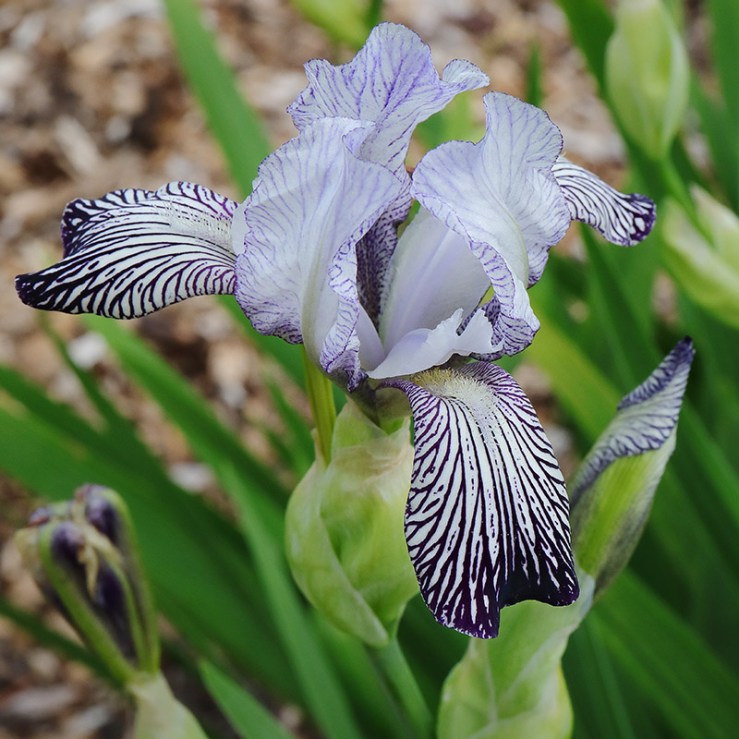 Iris variegata var. reginae