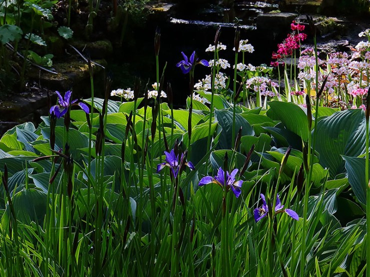 Siberian irises in a waterside planting with hostas and primulas