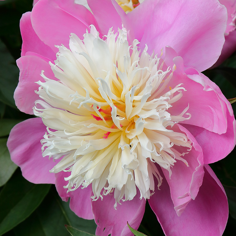 A pink and cream flower of peony 'Bowl of Beauty'