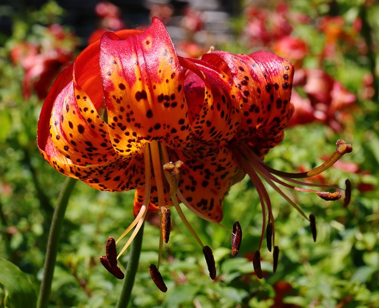 Two flowers of Lilium pardalinum